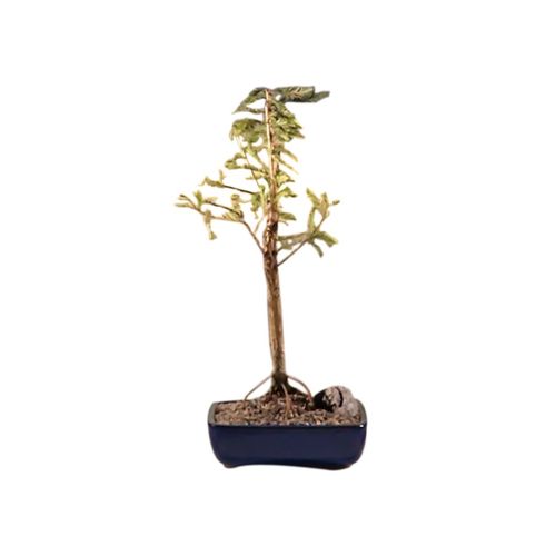 Bald Cypress Bonsai Tree<i>(taxodium distichum)</i>