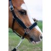 Hb Halfter Showtime Velvet Glitter Schwarz-Silber - Shetty