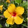 🌺🌺 Yellow Hibiscus STARTER 4 Cuttings for Rooting/Grafti