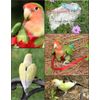 AVIATOR The Pet Bird Harness and Leash: Mini Blue