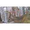 Wildgame Innovations 24MP Terra XD