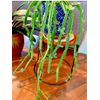 VEDLT GRAPE 'CUCUMBER CACTUS' CISSUS QUADRANGULARIS Succulent in 4" pot