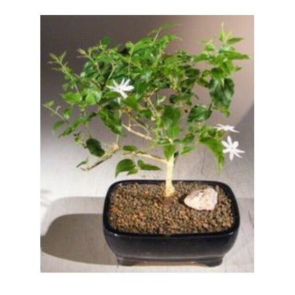 Flowering Downy Jasmine Bonsai Tree 9" Tall Jasminum Multiflorum Indoor Tree