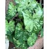 2ct Caladium The Frog in the Blender BIG LEAF (#2 SMALL) Bulbs