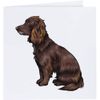 'Sprocker Spaniel' Blank Greeting Card (GC00035460)