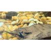 10+2 Young Juvenile Neocaridina Shrimp Blue Cherry Algae Eater