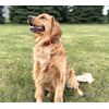 Mud River Mr1001 Add-A-Collar