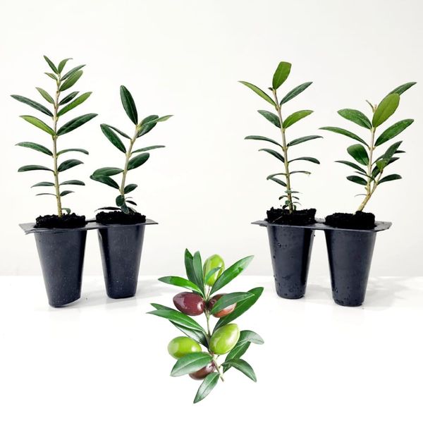 Olive Tree "Arbequina" Set of 4 Starter Live Plants.