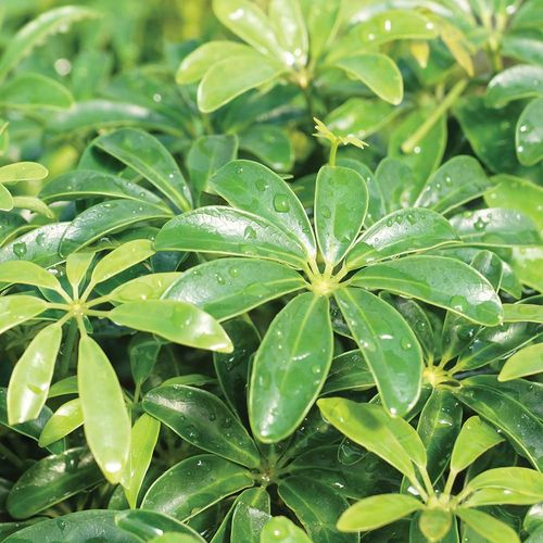Brussel's Bonsai Live Hawaiian Umbrella Bonsai Tree - Large, 7 Year, 9 To 12 Inches Tall - Indoor Bonsai Tree With Ceramic Bonsai Pot