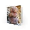 Wee Blue Coo CARD GREETING BIRTHDAY STACK URCHIN SHELLS GIFT
