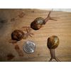 THREE ( 3 ) Small, Dime size  LIVE HELIX ASPERSA PET LAND SNAILS