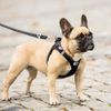 Curli Magnetic Vest Harness - Black 2XS