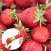 Luckious Strawberry Huller - Effortless Strawberry Stem and Leaf Remover (2 Pack)
