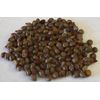 Native Possum Grape - Vitis cinerea - 10 Seeds (Organically Grown)
