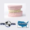 Adult Teeth and Jaw Model 200