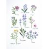 DMC Herbs - Cross Stitch Kit