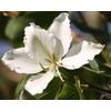 Bauhinia alba WHITE ORCHID TREE Exotic SEEDS!
