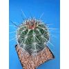 Tucson Tools Goognice Saguaro Cactus 5" to 10" Tall 8 to 10 Years Old (Shipped Bare Root!)