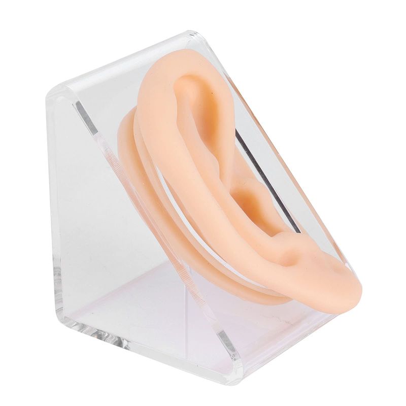 Fake Ears, Ear Acupuncture Model Silicone Ear Anatomy Exam Model, Ear ...