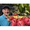 Grape flavor Sweet Dragon Fruit cutting - Variety Britt