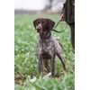 Charles Sainsbury-Plaice German short-haired Pointer greeting card