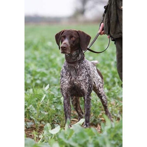Charles Sainsbury-Plaice German short-haired Pointer greeting card