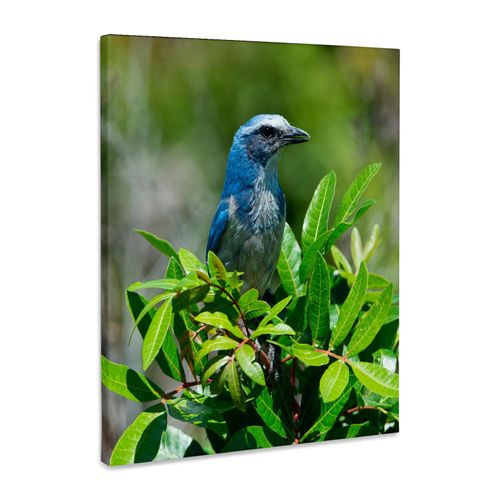 3dRose, USA, Florida, Cape Coral, Florida Scrub Jay framed by green bush, Museum Grade Canvas Wrap 11x14