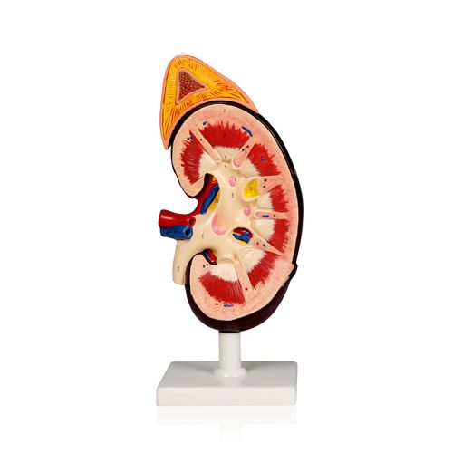 Vision Scientific VAU424 Kidney with Adrenal Gland 2X