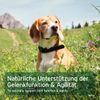 Aniforte Devil's Claw Capsules 100 Stk. for Joint Problems – Natural product for Dogs