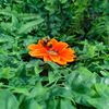 Vivid Arts - Hanging Orange African Daisy/Bee - HGF-024