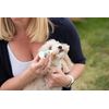 Active Silver Animal Care - Colloidal Silver Drops for the Eye, 30ml Dropper Bottle, Colloidal Silver 10ppm