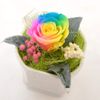 Rainbow Rose Preserved putiarenzi