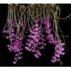 Dendrobium lituiflorum   (Dark form)      L