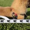 'German Shepherd Portrait' Dog Lead/Leash (DL00023311)