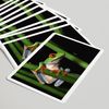 Lantern Press Tree Frog (52 Playing Cards, Poker Size Card Deck with Jokers)