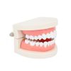 ULTNICE Teeth Model Standard Dental Teaching Study Typodont Demonstration Tool