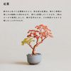 Miyuki Negitte Bonsai Kit, Autumn Leaves HCA30-5