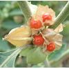 stress complex - ASHWAGANDHA COMPLEX - rhodiola rosea extract 2 BOTTLE
