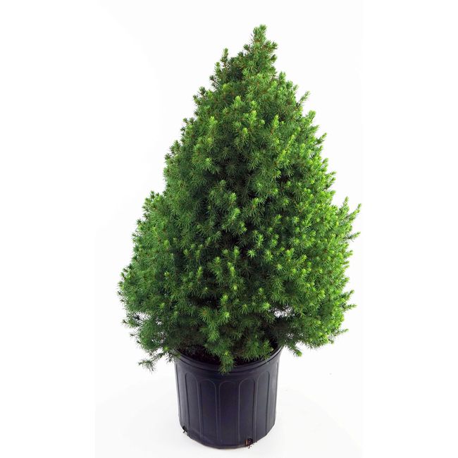 Picea glauca 'Conica' (Dwarf Alberta Spruce) Evergreen, #3 - Size Container