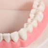Teeth Model Small Model Teeth Shape Model Learning Teaching Teeth Brushing Dental Model Dental Hygiene Education Oral Care Practice Model