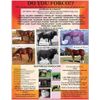 FORCO PELLETS equine, dog, cat digestive supplement 10lb Refill