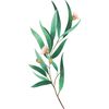 Weleda Deodorant Stick Eucalyptus & Peppermint, 50g