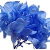 PURIZA Subdivision Hydrangea for Herbarium in Clear Case, Soda Blue