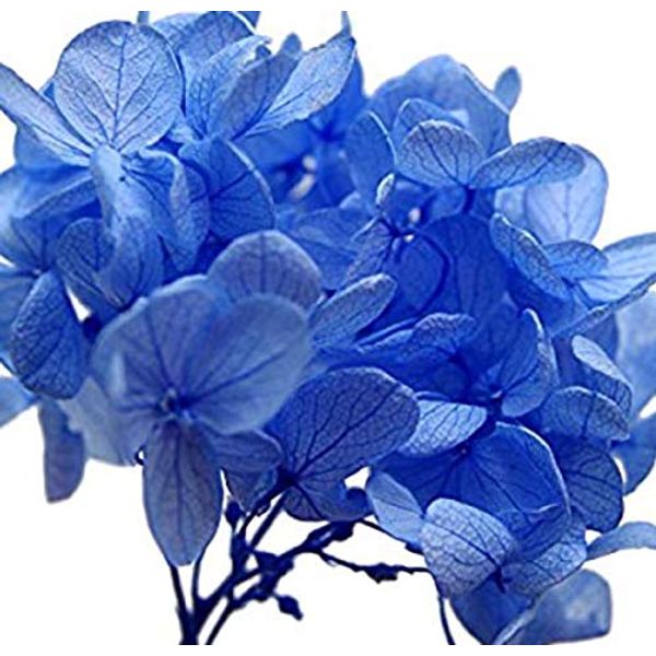 PURIZA Subdivision Hydrangea for Herbarium in Clear Case, Soda Blue