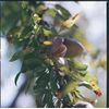 Almond Shower Oil - 250ml - L'OCCITANE