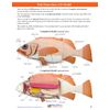 NewPath Atlantic Perch Fish Dissection 3-D Model Making Kit - Individual Student Edition (17-7747)
