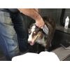 THE BEST "ITS MY BRUSH" FOR PETS