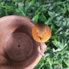 Vivid Arts - Robin on a Rusty Pale - BS-RB05-D