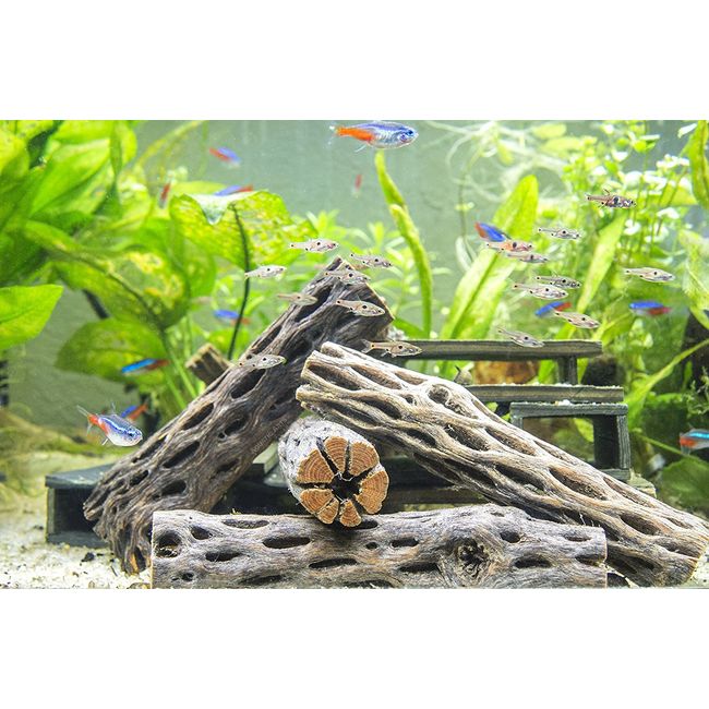 Aquatic Arts 4 Cholla Wood Pieces - Sinkable Aquarium Driftwood/Dried Cactus Branches - Natural Hollow Decorations - Fish Tank/Terrarium Decor