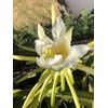 Dragon Fruit Cutting 2 White Pitaya Cactus Bare Root Ready To Plant